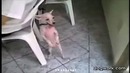 Собачка танцует