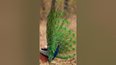 Wait for it… ? #Peacock #India