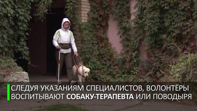 Воспитать и расстаться. Московские волонтёры помогают растить собак-поводырей