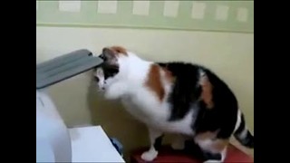 Котик против принтера. Кто кого? Прикол