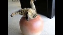 Смешные кошки. тв