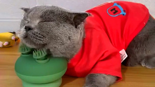 Cat Falls Asleep on Massage Toy | Funny Pet Videos
