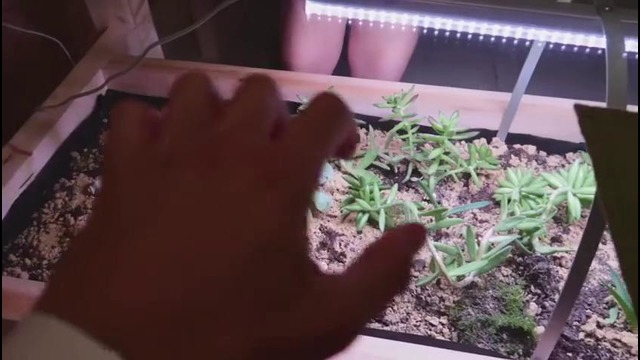 Олимпиискии парк в Адлере и прогулка по Сочи 2018 [camvsman]