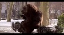 Медведь на улицах Нью-Йорка