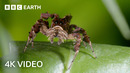 Nature’s Wildest Hunters Narrated by Sir David Attenborough | 4K UHD | BBC Earth