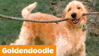 Goldendoodle Reaction & Bloopers | Funny Pet Videos