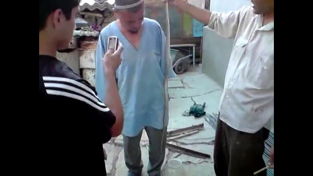 Змея отригал попугайчикааааа