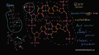 44 DNKning molekulyar tuzilishi | Uglerodning xususiyatlari | Biologiya | Khan Academy Oʻzbek