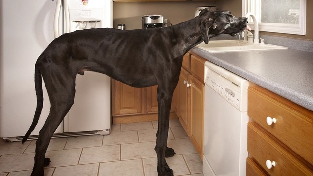 Самые высокие собаки в мире! когда размер решает