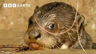 Giant Otter Pups Learn Toilet Etiquette | Animal Babies | BBC Earth