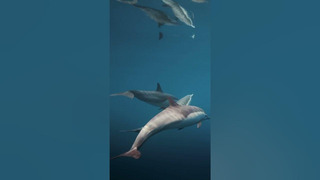 Dolphins are social animals, who live in groups called pods and communicate using sounds #Shorts
