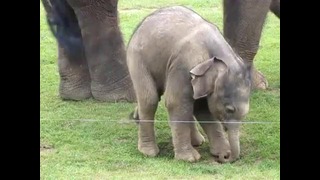 Слоненок учится ходить