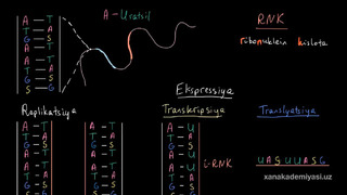 42 DNK replikatsiyasi, RNK transkripsiyasi va translyatsiya | Uglerodning xususiyatlari | Biologiya