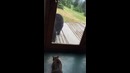 Кошка медведя спугнула