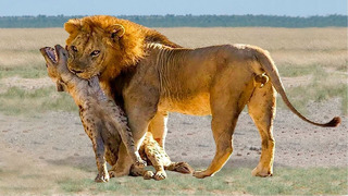 Гиена Пожалела Что Встретила Льва! Редкие Сражения Животных, Снятые на Камеру