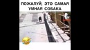 Умная собака... считать умеет)