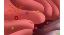 Fallopian Tube Animation