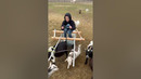 Best family chariot ever! #Goat