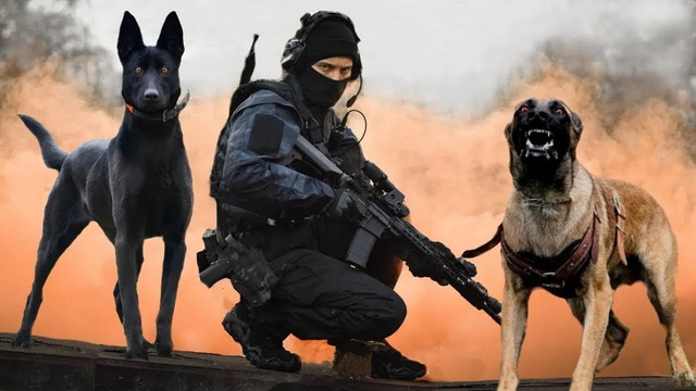 Топ-10 лучших пород военных и полицейских собак