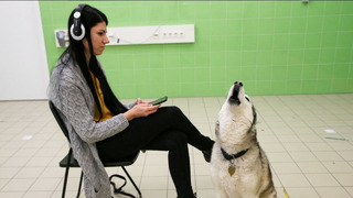 Как разные собаки реагируют на волчий вой, выяснили в Венгрии
