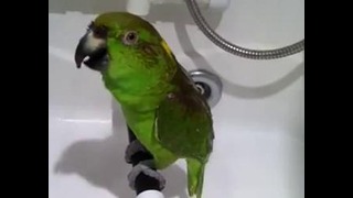 В душе даже попугаи поют:)