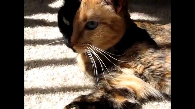 «Двуликая» кошка стала звездой Интернета