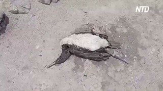 Птичий грипп в Перу массово убивает птицу, выдр и морских львов
