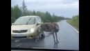 Классный способ согнать оленя с дороги