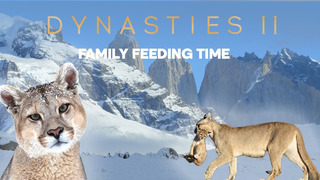 Pumas learn to share | Dynasties II | BBC Earth