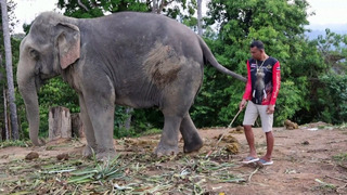 Фермеры в Таиланде закупают больше слонов, готовясь к наплыву китайских туристов