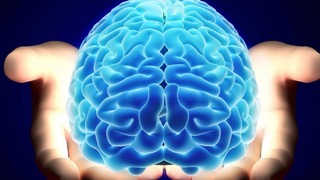 Зависит ли ум от размера мозга