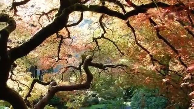 Красота!! Садовое искусство Японии