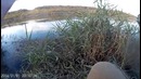 Не пойманный Жерех. Приманка волкер от ZipBaits FAKIE DOG 50