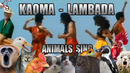 Kaoma – Lambada (Animal Cover)