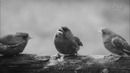 Лучшие Приколы с Котами и Кошками и Другими Животными 2017