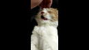 Kitten Is Massaged To Sleep #shorts
