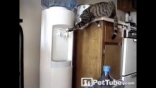 Кошка играется с кулером