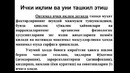 2-maruza. Chorvachilik