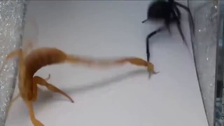Видео: смертельная схватка скорпиона и черной вдовы