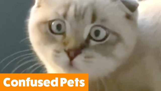 Funniest Confused Pets | Funny Pet Videos