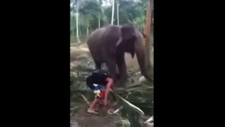 Погладь слона