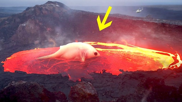 10 существ, живущих внутри вулкана