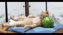 Кот удобно спит на арбузе)