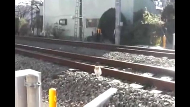 Кот и поезд