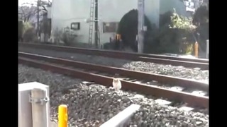 Кот и поезд