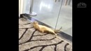 Смешные коты и кошки. приколы с котами и другими животными