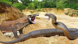 Игуана против Змеи: Максимальное Напряжение
