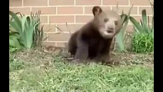 Чихающий медвежонок