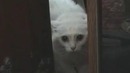 Кошка говорит уходи, уходи, уходи