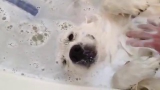 Собака, которая очень любит принимать ванну